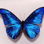 A shinny blue butterfly