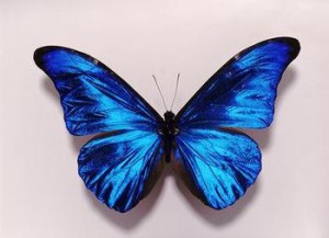 A shinny blue butterfly Mariposaimage 300x217 Arrestato lhacker più ricercato al mondo